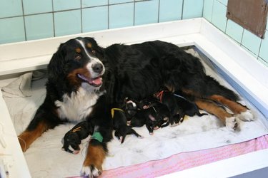 Eliška with puppies